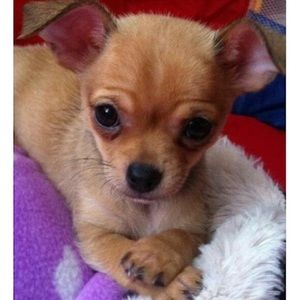 Meet your Posher, Terrie